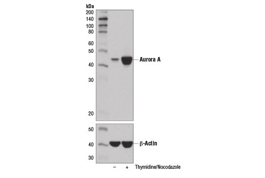 Western Blotting Image 1: Aurora A (D3E4Q) Rabbit mAb (BSA and Azide Free)