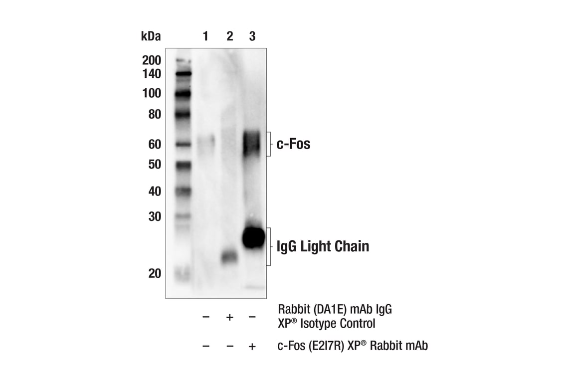 Immunoprecipitation Image 1: c-Fos (E2I7R) XP<sup>®</sup> Rabbit mAb