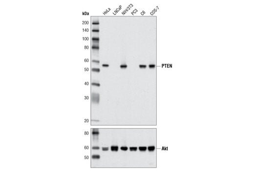 Western Blotting Image 1: PTEN (D4.3) XP<sup>®</sup> Rabbit mAb (BSA and Azide Free)