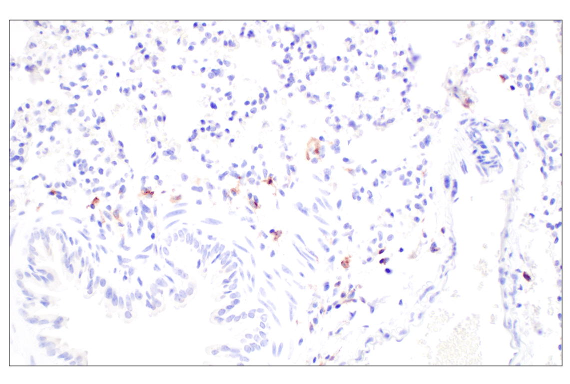 Immunohistochemistry Image 7: Siglec-1/CD169 (E1D7G) Rabbit mAb