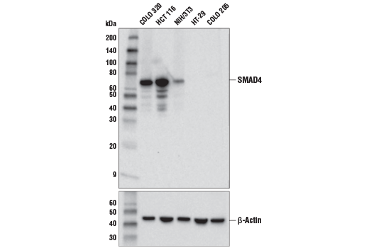 Western Blotting Image 1: SMAD4 (D3R4N) XP<sup>®</sup> Rabbit mAb (BSA and Azide Free)