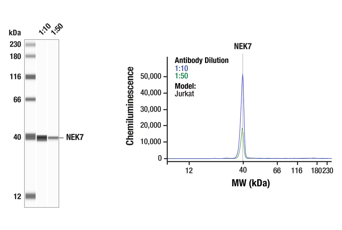 Western Blotting Image 1: NEK7 (E4E1B) Rabbit mAb