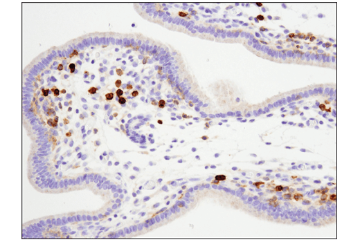 Immunohistochemistry Image 3: FcγRIIB (D8F9C) XP<sup>®</sup> Rabbit mAb