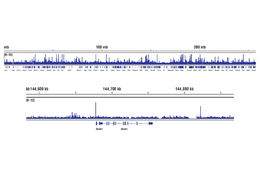 undefined Image 22: PhosphoPlus<sup>®</sup> c-Jun (Ser73) Antibody Duet