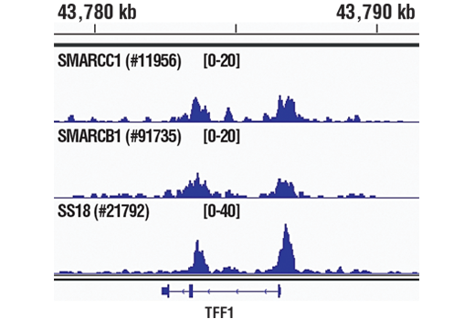 undefined Image 59: BAF Complex IHC Antibody Sampler Kit