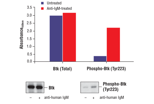 ELISA Image 1: PathScan® Phospho-Btk (Tyr223) Sandwich ELISA kit