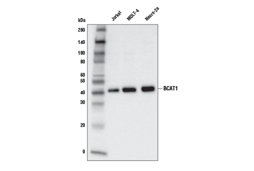 Western Blotting Image 1: BCAT1 (D6D4K) Rabbit mAb