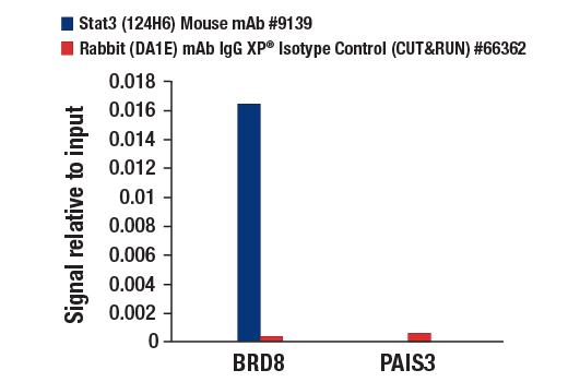 CUT & RUN Image 3: Stat3 (124H6) Mouse mAb
