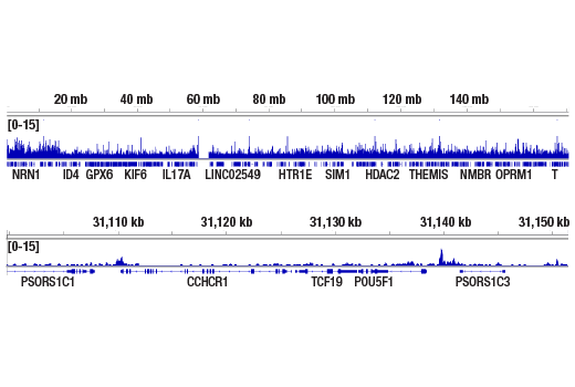 undefined Image 17: BAF Complex IHC Antibody Sampler Kit