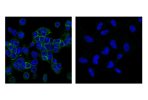 Immunofluorescence Image 1: CD11c (D3V1E) XP<sup>®</sup> Rabbit mAb