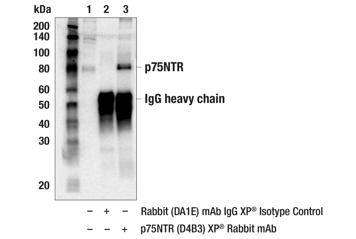 Immunoprecipitation Image 1: p75NTR (D4B3) XP<sup>®</sup> Rabbit mAb