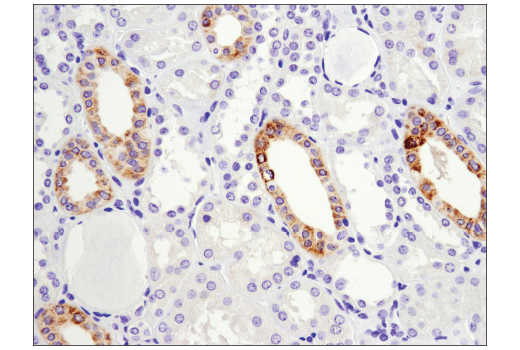 Immunohistochemistry Image 1: Arginase-2 (D9J1N) XP<sup>®</sup> Rabbit mAb