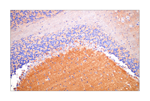 Immunohistochemistry Image 8: Src (36D10) Rabbit mAb