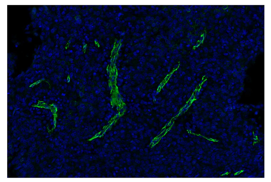 Immunohistochemistry Image 1: VE-Cadherin (E6N7A) & CO-0149-647 SignalStar<sup>™</sup> Oligo-Antibody Pair