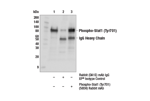 undefined Image 8: Human Reactive M1 vs M2 Macrophage IHC Antibody Sampler Kit