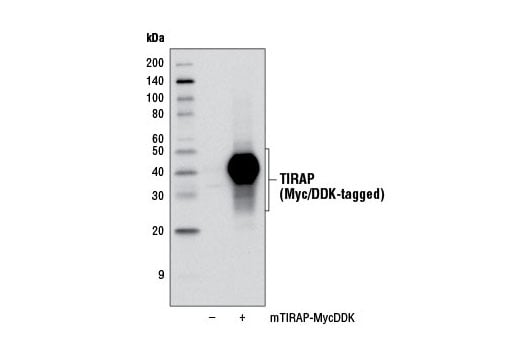 Western Blotting Image 1: TIRAP (D6M9Z) Rabbit mAb