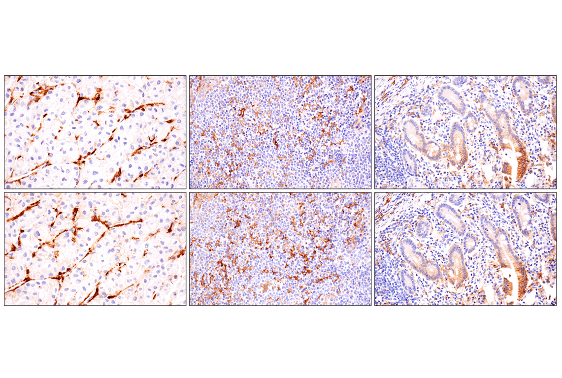Immunohistochemistry Image 6: SLC40A1/Ferroportin-1 (F9U5S) Rabbit mAb