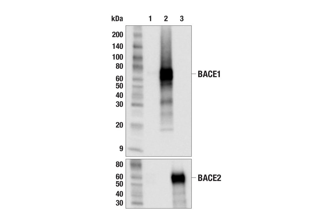 Western Blotting Image 2: BACE1 (F4Z7X) Rabbit mAb (BSA and Azide Free)