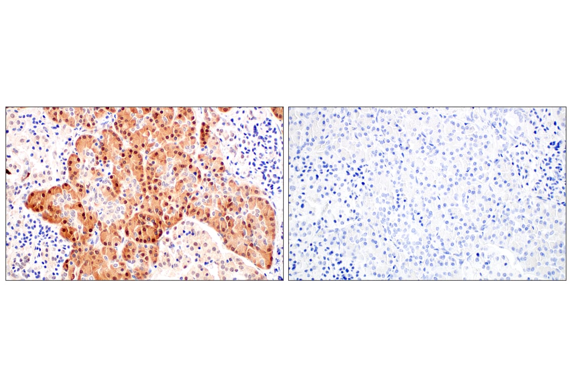 Immunohistochemistry Image 10: SerpinB1 (E4W7B) Rabbit mAb
