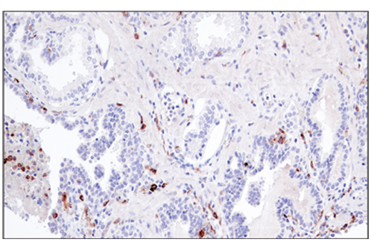 Immunohistochemistry Image 4: CSF-1R/M-CSF-R (E4T8Z) Rabbit mAb