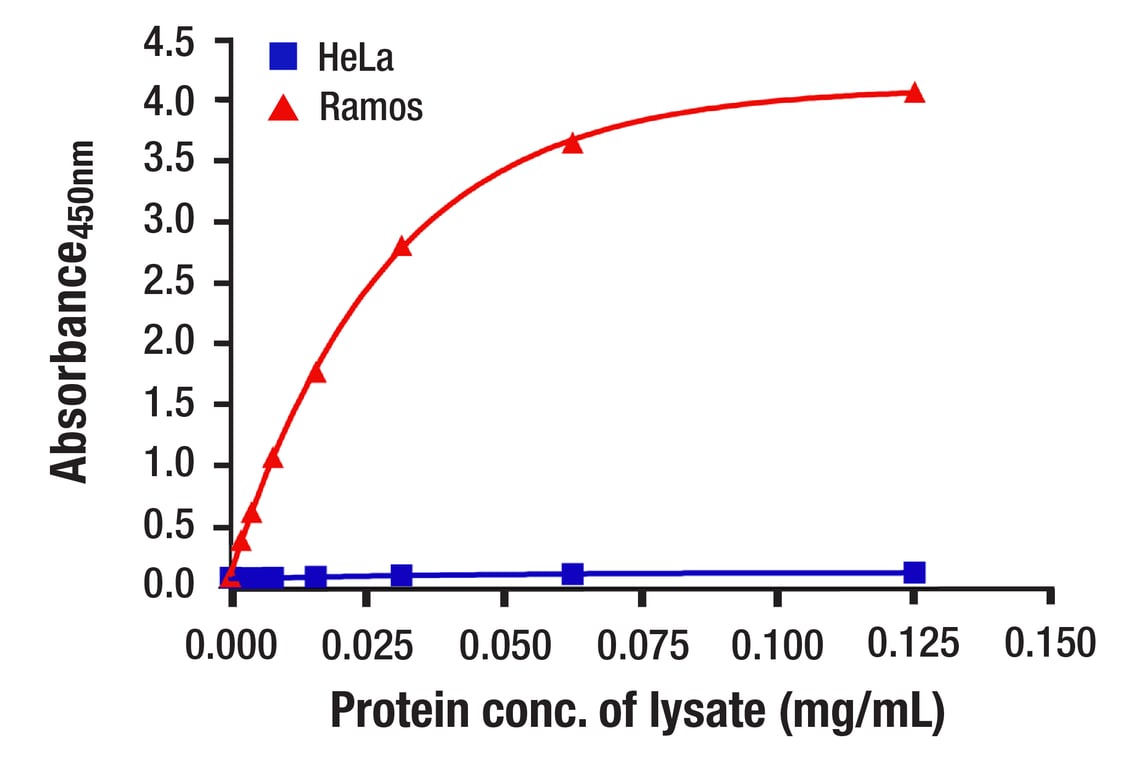 ELISA Image 1: Btk (D6T2C) Mouse mAb (BSA and Azide Free)
