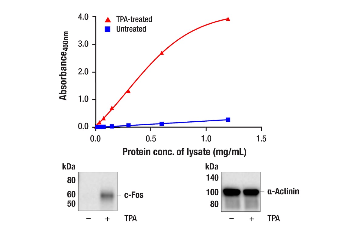 ELISA Image 1: PathScan<sup>®</sup> RP Total c-Fos Sandwich ELISA Kit