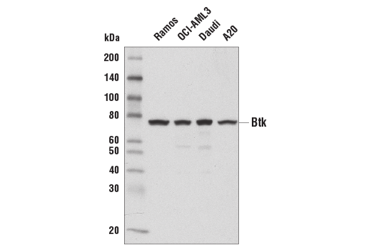 Western Blotting Image 1: Btk (D3H5) Rabbit mAb (BSA and Azide Free)