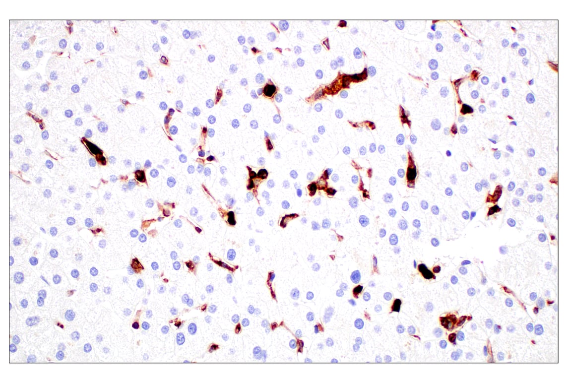 Immunohistochemistry Image 13: CD11b/ITGAM (E3J2F) Rabbit mAb