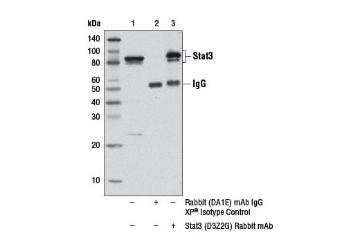 undefined Image 3: PhosphoPlus<sup>®</sup> Stat3 (Tyr705) Antibody Duet
