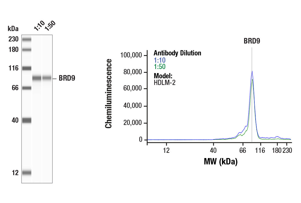 Western Blotting Image 1: BRD9 (E9R2I) Rabbit mAb