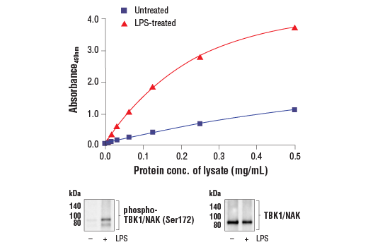 ELISA Image 1: FastScan<sup>™</sup> Phospho-TBK1/NAK (Ser172) ELISA Kit