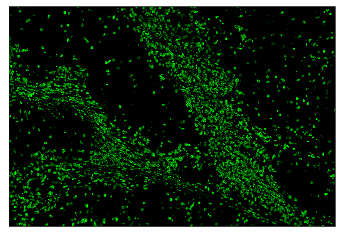 Immunohistochemistry Image 1: Arginase-1 (D4E3M) & CO-0075-488 SignalStar<sup>™</sup> Oligo-Antibody Pair