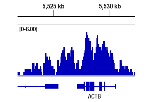 Chromatin Immunoprecipitation Image 1: Ubiquityl-Histone H2B (Lys120) (D11) XP<sup>®</sup> Rabbit mAb