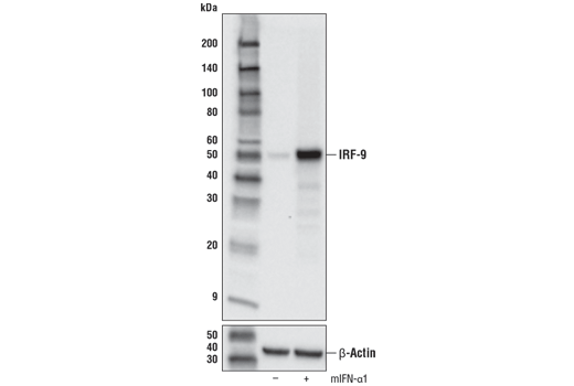 Western Blotting Image 1: IRF-9 (D9I5H) Rabbit mAb (BSA and Azide Free)