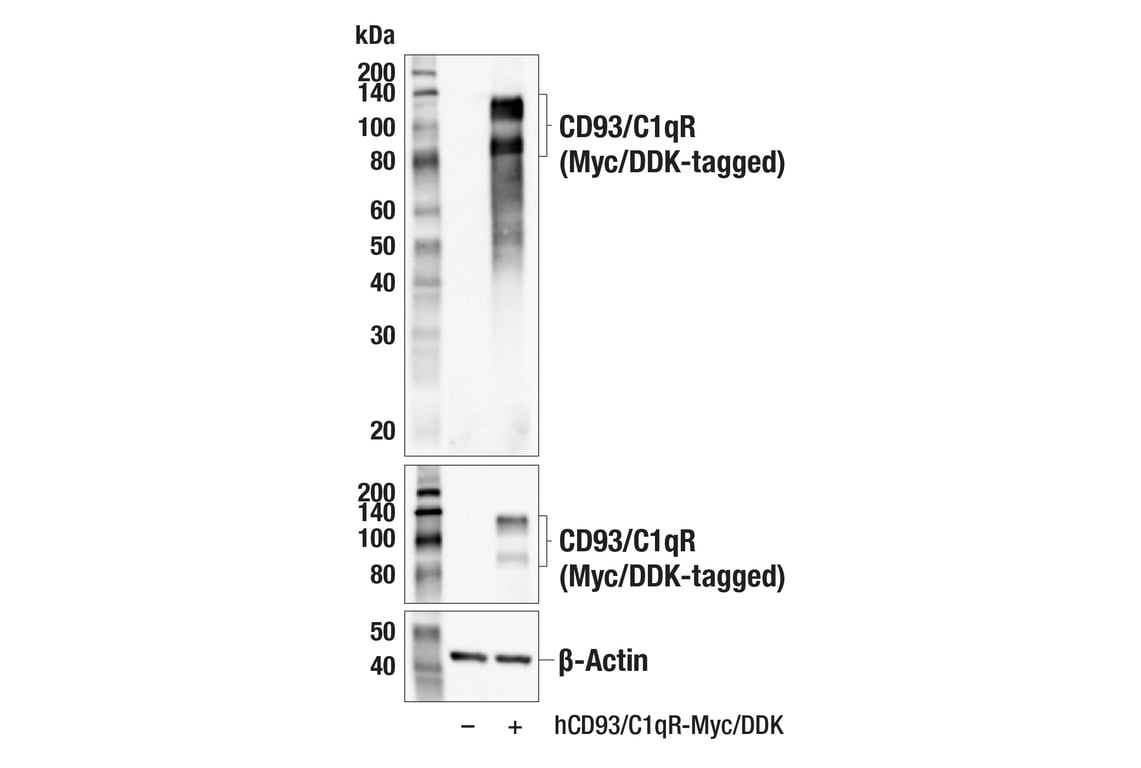 Western Blotting Image 2: CD93/C1qR (E5H9B) Rabbit mAb