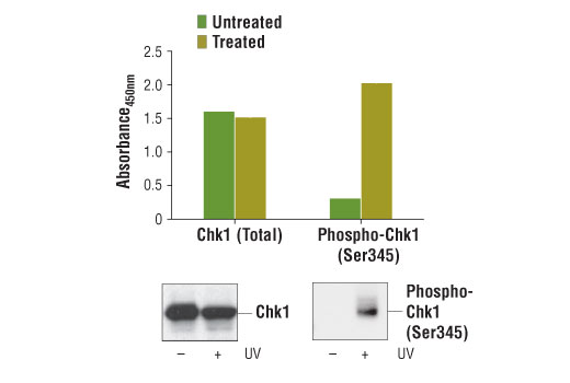 ELISA Image 1: PathScan<sup>®</sup> Phospho-Chk1 (Ser345) Sandwich ELISA Kit