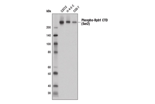 Western Blotting Image 1: Phospho-Rpb1 CTD (Ser2) (E1Z3G) Rabbit mAb