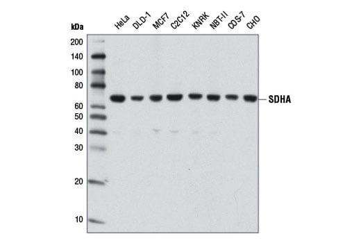 Western Blotting Image 1: SDHA (D6J9M) XP® Rabbit mAb 