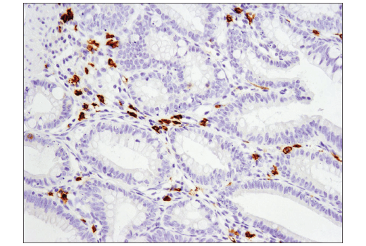 Immunohistochemistry Image 2: c-Kit (D3W6Y) XP<sup>®</sup> Rabbit mAb