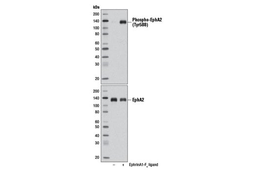Western Blotting Image 1: Phospho-EphA2 (Tyr588) (D7X2L) Rabbit mAb