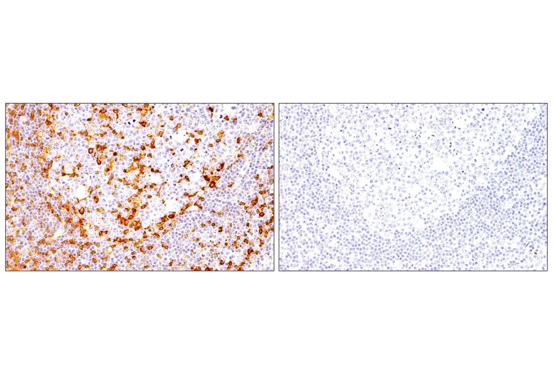 Immunohistochemistry Image 9: CD62L/L-Selectin (E7X9I) Rabbit mAb (BSA and Azide Free)