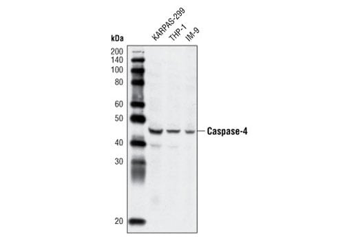 Western Blotting Image 1: Caspase-4 Antibody
