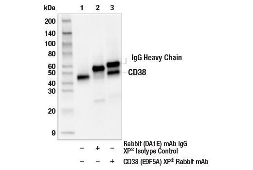 Immunoprecipitation Image 1: CD38 (E9F5A) XP<sup>®</sup> Rabbit mAb