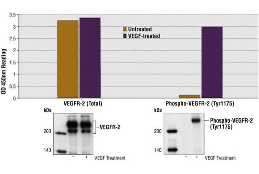 ELISA Image 1: PathScan<sup>®</sup> Total VEGFR-2 Sandwich ELISA Kit