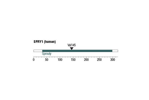 undefined Image 1: Spry1 (D9V6I) Rabbit mAb