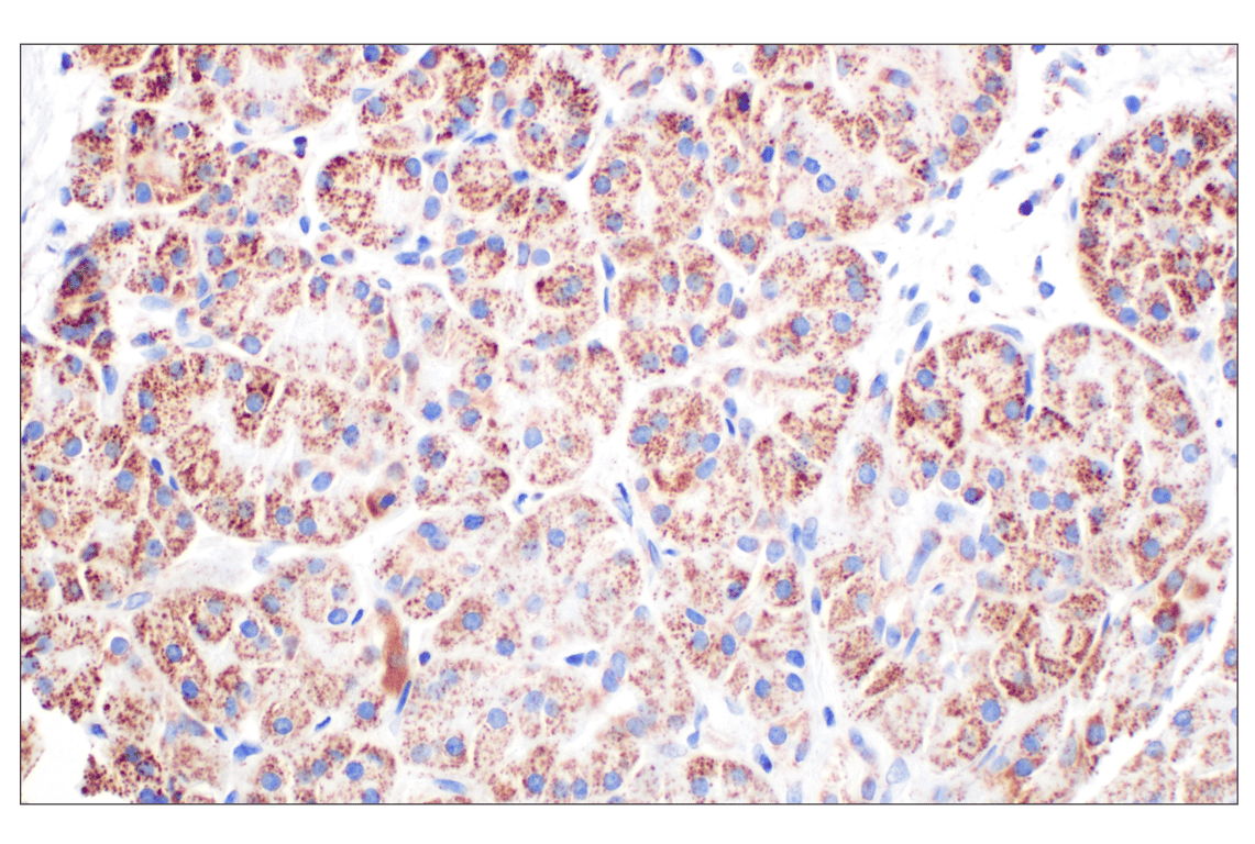 Immunohistochemistry Image 4: GCDH (F2P2M) Rabbit mAb