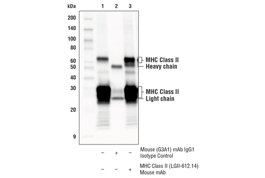 undefined Image 23: Late-Onset Alzheimer's Disease Risk Gene Antibody Sampler Kit