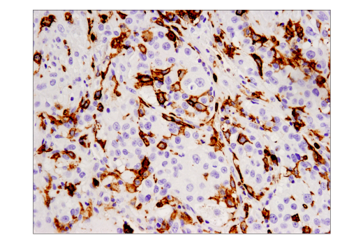 Immunohistochemistry Image 2: CD16 (D1N9L) Rabbit mAb (BSA and Azide Free)