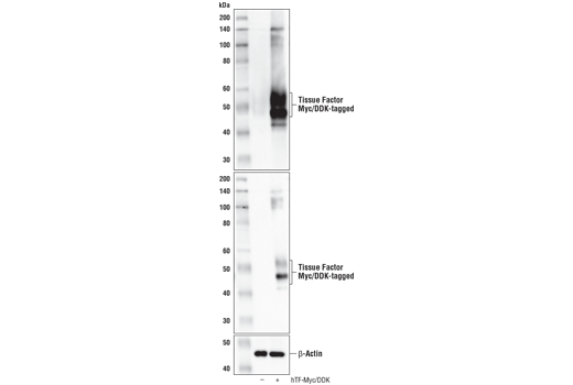 Western Blotting Image 1: Tissue Factor/CD142 (E9M6T) XP<sup>®</sup> Rabbit mAb