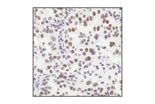 Immunohistochemistry Image 5: HSF1 Antibody